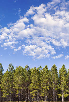 Sky, Trees